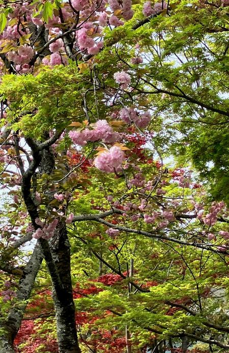 ボタン桜.jpg