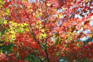 IMG_5737.JPG