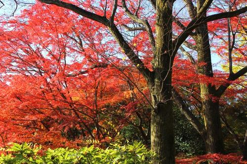 1205_niwa.JPG