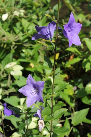 IMG_7539.JPG