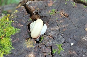 IMG_8034.JPG