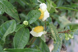 IMG_8258.JPG