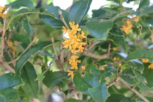 IMG_8268.JPG