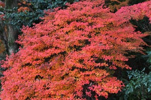 IMG_8635.JPG