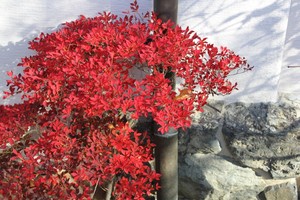 IMG_8641.JPG