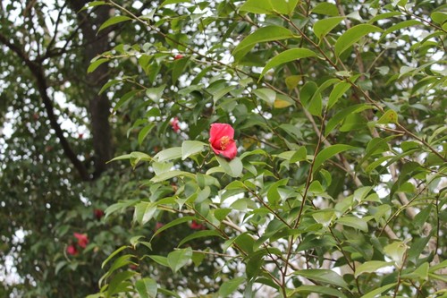 IMG_9850.JPG