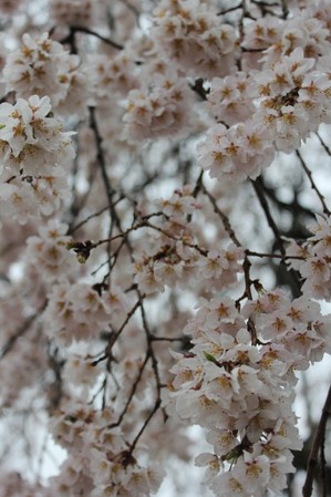 IMG_9981.JPG