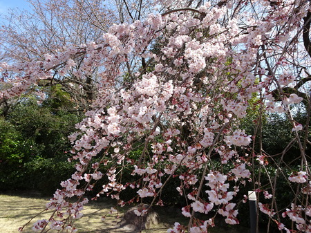 DSC01463.JPG