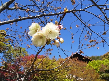 190416_gyoikou.JPG