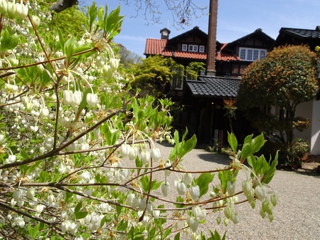 190418_doudantsutsuji.JPG