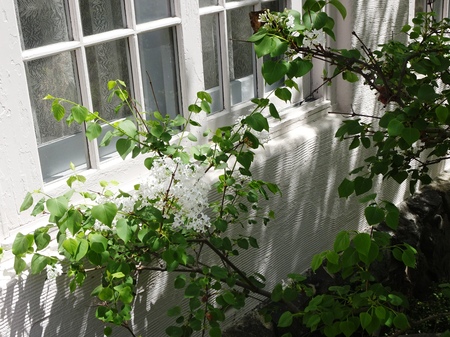 190418_lilac.JPG