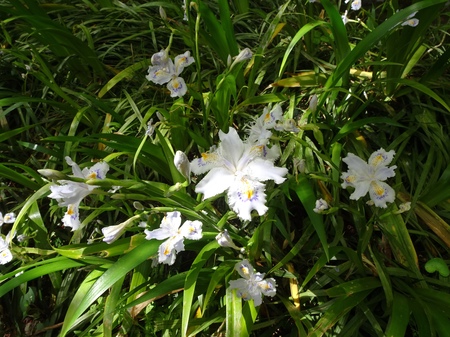 190418_shaga.JPG