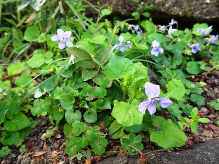 190418_sumire.JPG
