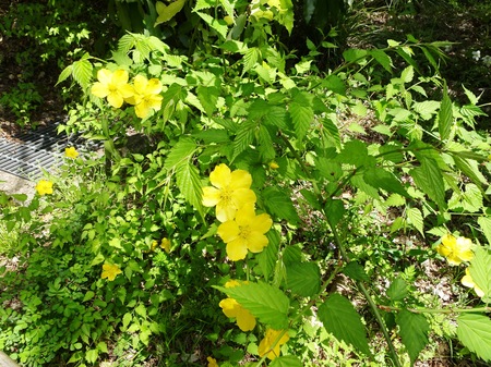 190418_yamabuki1.JPG