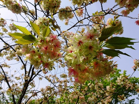 190423_gyoikou2.JPG