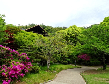 190506_tsutsuji.JPG