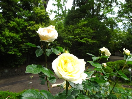 190512_bara.JPG