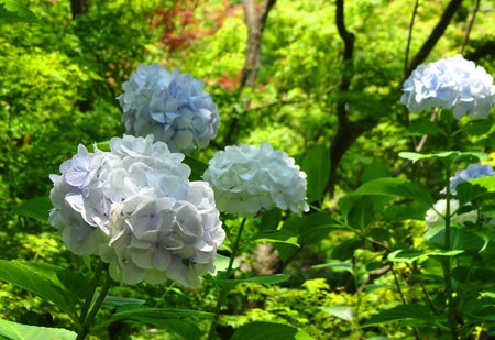 190625_ajisai.JPG