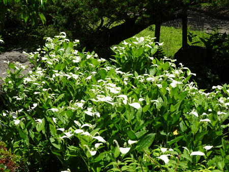 190625_hangesho.JPG