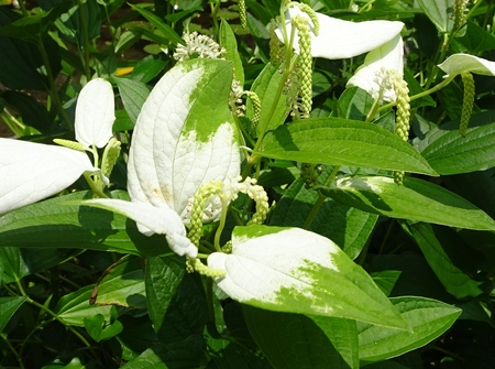 190625_hangesho2.JPG