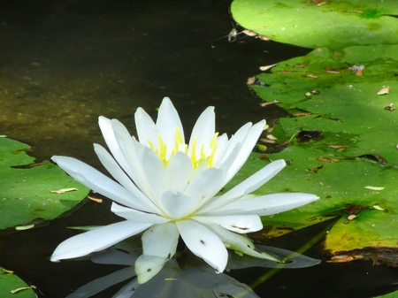 190809_suiren.JPG