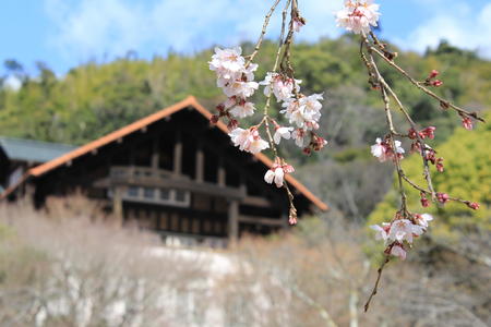 honkansakura2.JPG