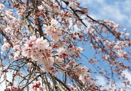 sakura1.JPG