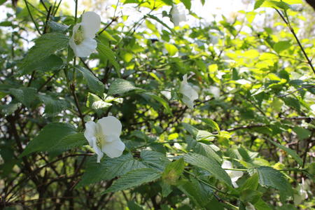 IMG_9637.JPG