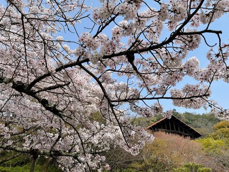 桜.jpg