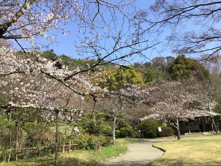 sakurahiki.jpg