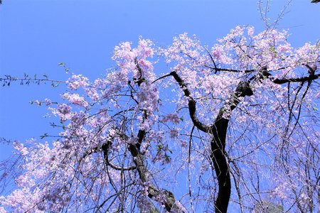 IMG_0516.JPG