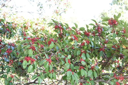 IMG_9989.JPG