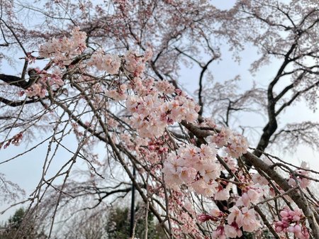 桜３.jpg