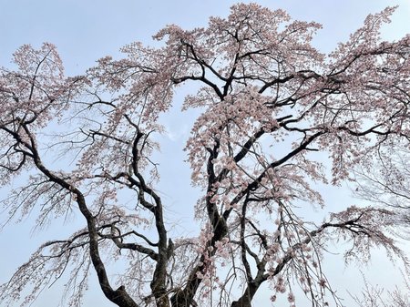 桜４.jpg