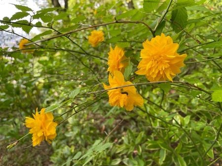 ヤマブキ八重.jpg