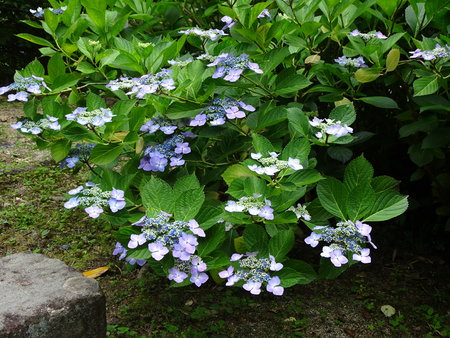 DSC06458.JPG