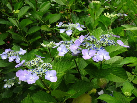 DSC06459.JPG