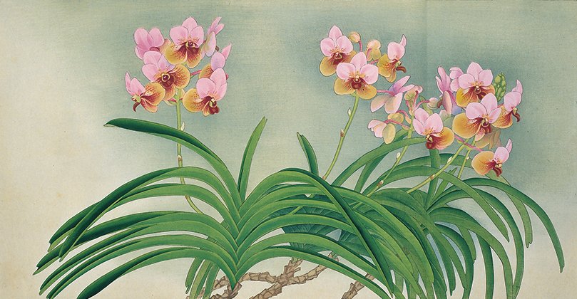 Shotaro Kaga (edit.) “Rankafu” (Orchid Picture Prints)