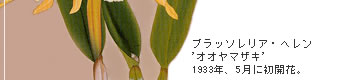 ブラッソレリア・ヘレン
’オオヤマザキ’
1933年、5月に初開花。