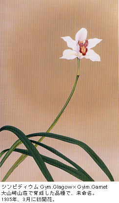 シンピディウム Gym.Glagow × Gyim.Garnet
大山崎山荘で育成した品種で、未命名。
1935年、3月に初開花。