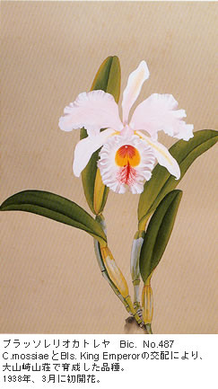 ブラッソレリオカトレヤ 　Bic.　No.487
C.mossiaeと Bls. King Emperorの交配により、大山崎山荘で育成した品種。
1938年、3月に初開花。